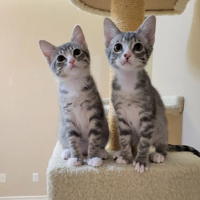 Dickory and Dock sit together in a cat tree