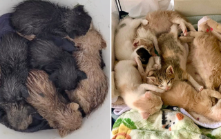 Paint bucket of kittens, and pile of kittens saved by rescuers from Feral Change, Oakland, California, kitten season
