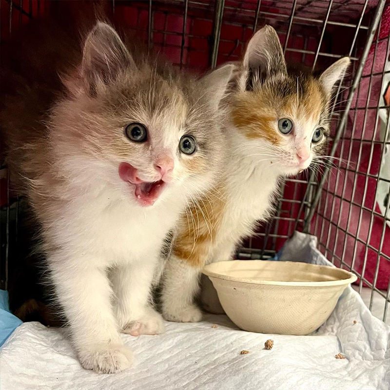 Feral Change rescued kittens, kitten season