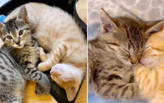 Fiona Apple and Sting the kittens, Musicians, Kitten Foster Mom Jamie, Los Angeles, Baby Kitten Rescue