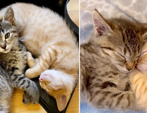 It’s ‘Absolute Magic’ When Foster Kittens Fiona Apple and Sting Find a Home Together