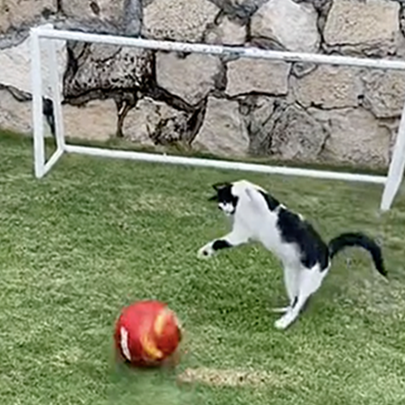 Soccer, football cat jumps for ball