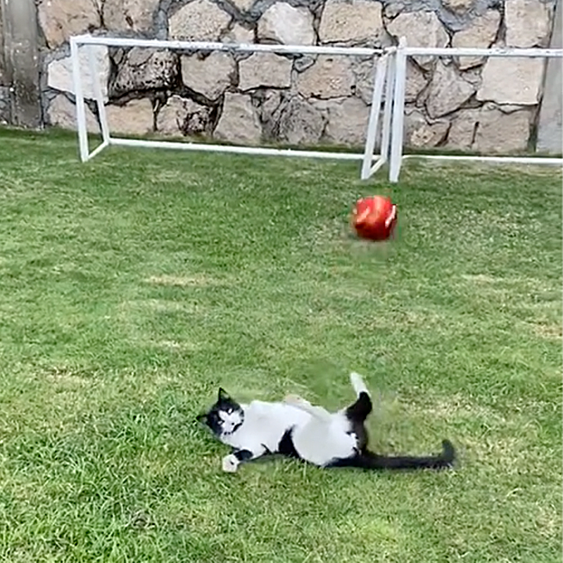 Cat rolls in the grass with soccer net in background