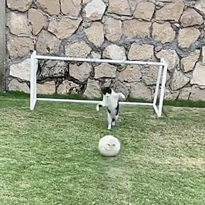 Cat jumps in the air to stop ball, goalkeeper cat