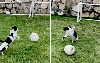 Football, soccer cat, Ecuador, Argentina, TikToker Wichi2702
