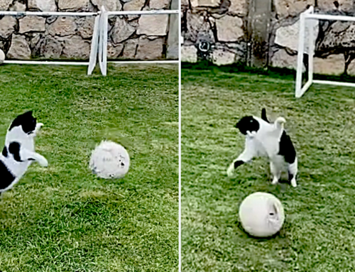 Football-Playing Goalkeeper Cat Springs Into Action As the Crowds Roar