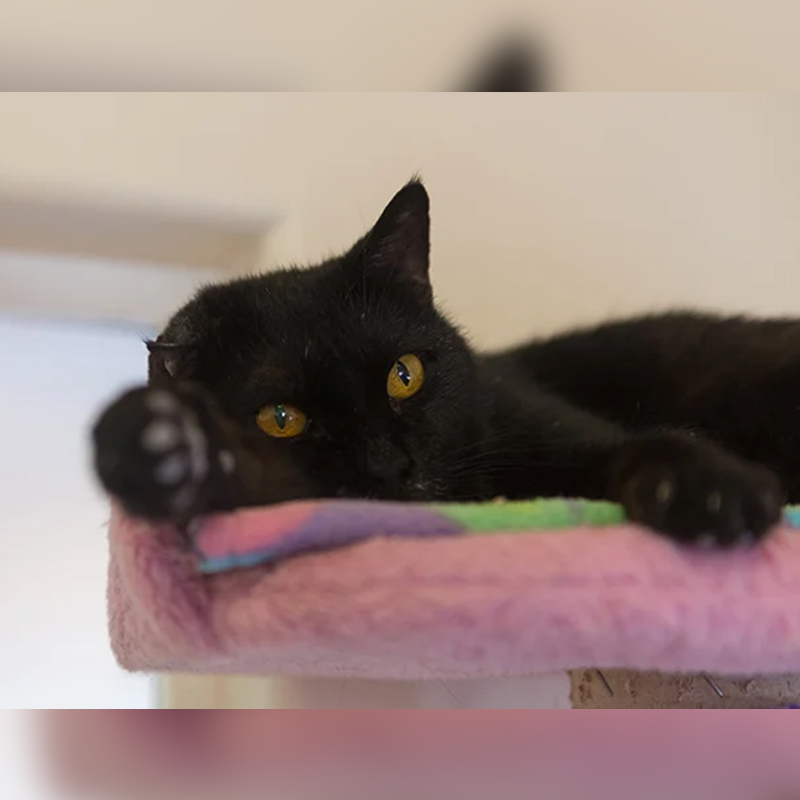 black cat with one damaged ear at Best Friends Animal Society, Hurricane Harvey