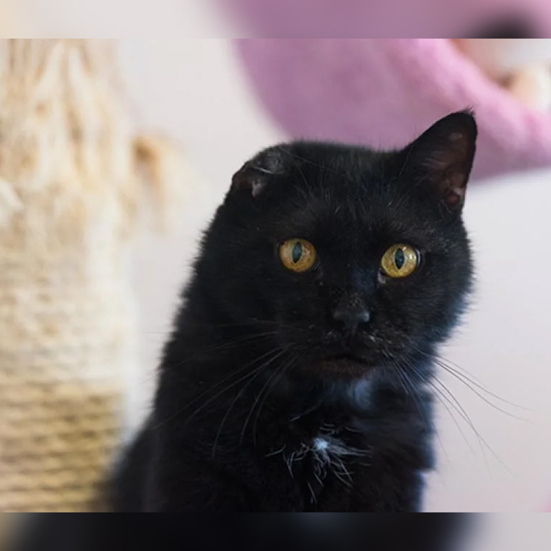 Black cat with one damaged ear, Best Friends Animal Society