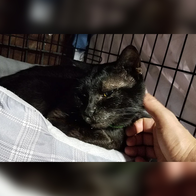 Hurricane Harvey rescued black cat, Thomas, Houston, Texas