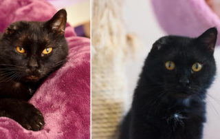 Handsome Thomas, Hurricane Harvey survivor, Best Friends Animal Society, Black Cat Appreciation Day, Adopt A Senior Pet Month