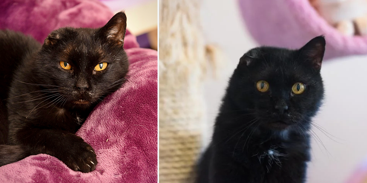 Handsome Thomas, Hurricane Harvey survivor, Best Friends Animal Society, Black Cat Appreciation Day, Adopt A Senior Pet Month