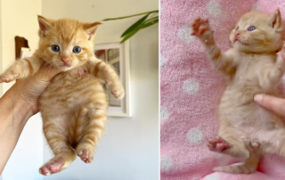 Heidi Wrangles Cats, Marshal, rescued kitten, Brooklyn New York