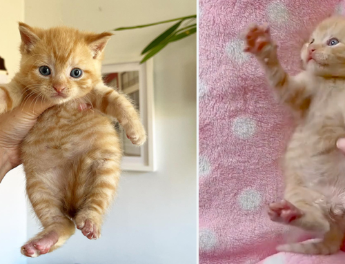 Cutest Kitten ‘Marshal’ Found Alone Near Brooklyn Fire Station