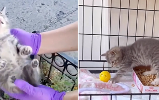 Heidi Wrangles Cats, Brooklyn, Rescued kitten named Penn near Pennsylvania Avenue