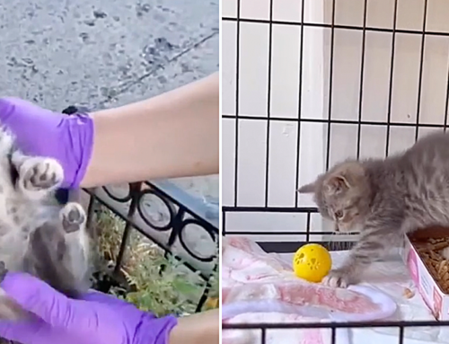 Penn the Kitten Goes from Busy Brooklyn Street to Purrfect Forever Home
