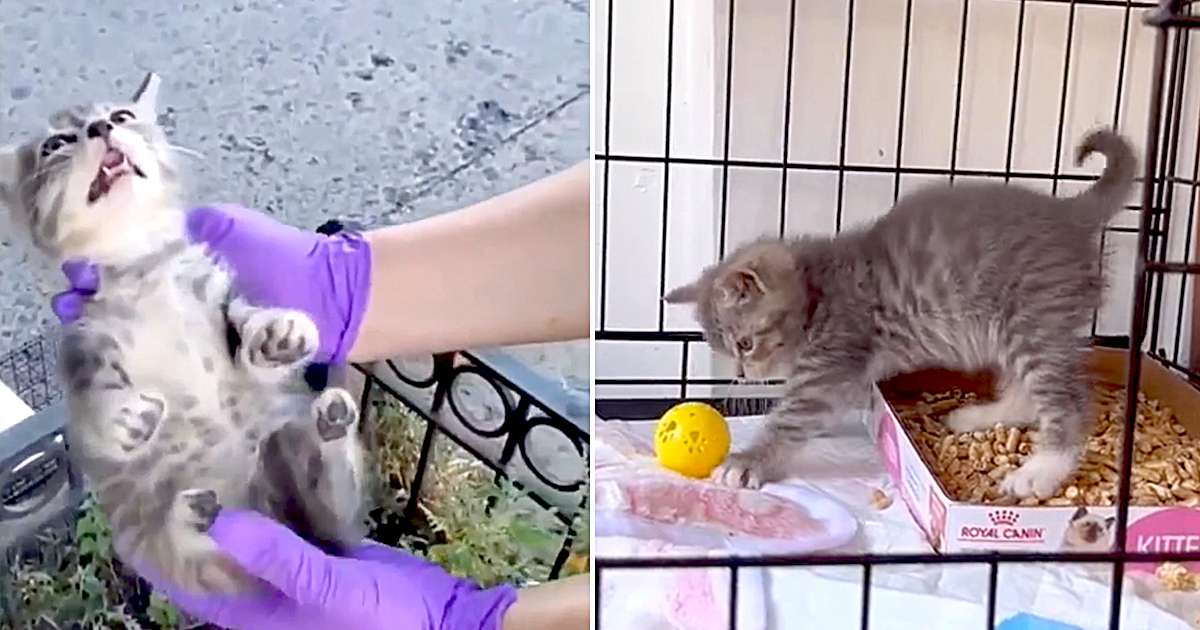 Penn the Kitten Goes from Busy Brooklyn Street to Purrfect Home