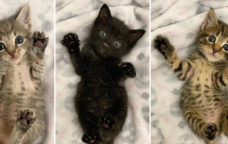 Japanese cuisine kittens, Asa, Arlington, Virginia, foster kittens