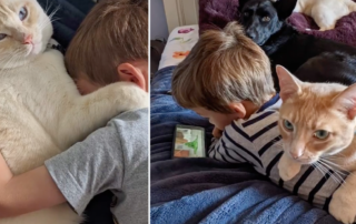 Aurora, Oregon-based volunteer foster-based rescue Meow Village, junior foster reunited with foster cats