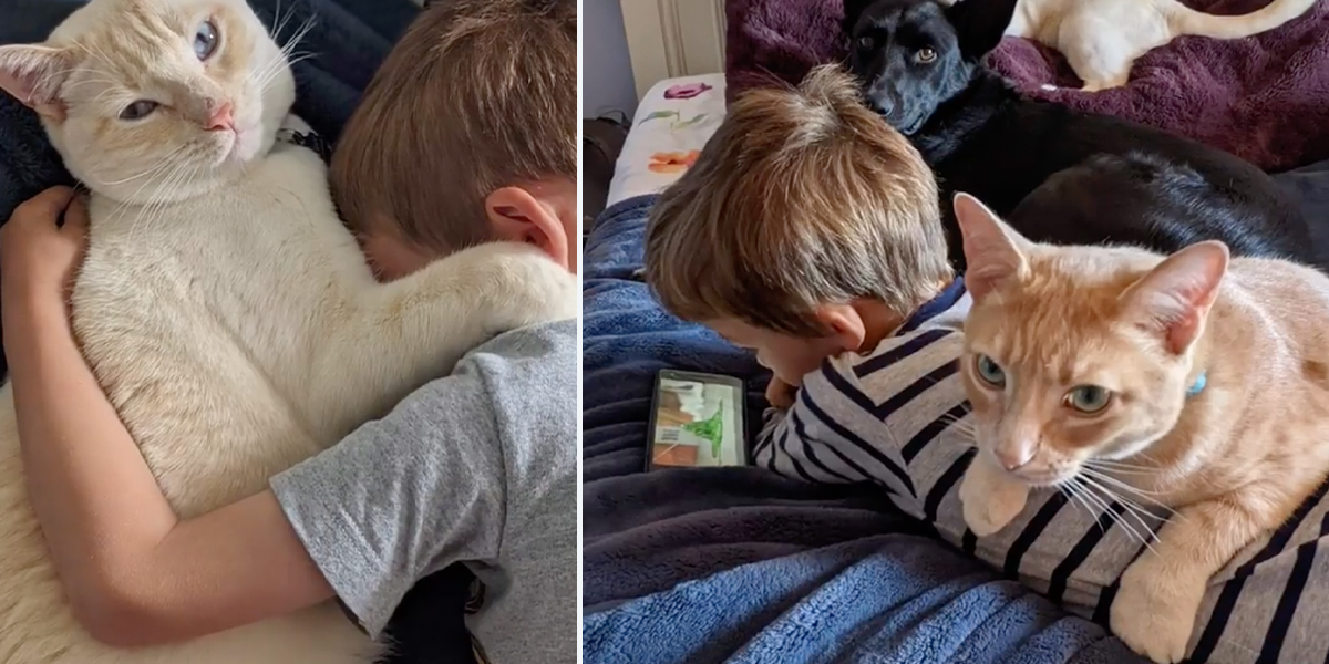 Aurora, Oregon-based volunteer foster-based rescue Meow Village, junior foster reunited with foster cats