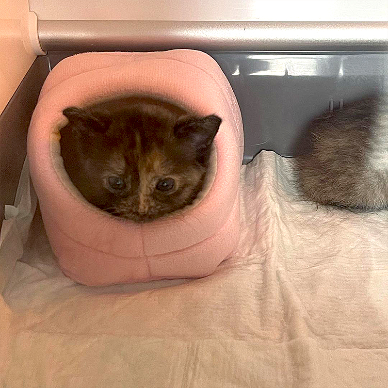 Liliana the kitten in a tiny pink hamster bed, Sara Lanz, 2