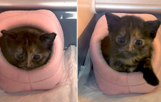 Liliana and Rosa the foster kittens, Sara Lanz, Washington D.C., AWLA Kitten College Program, hamster bed, kittens