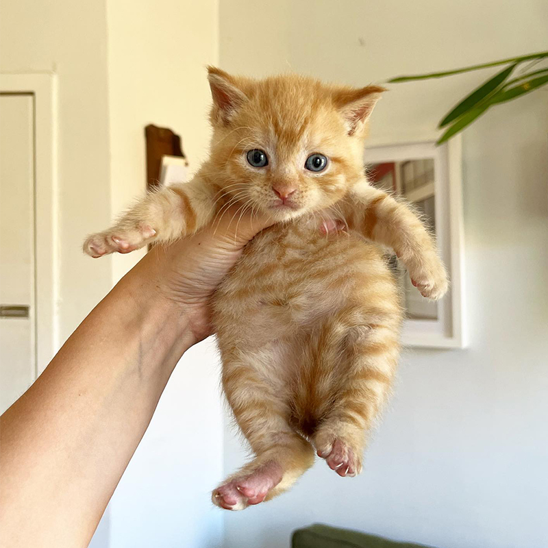 Chonky ginger kitten from Brooklyn
