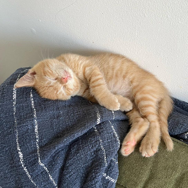 Cutest Kitten 'Marshal' Found Alone Near Brooklyn Fire Station