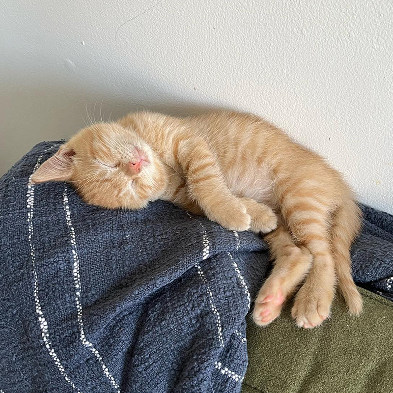 Ginger kitten napping