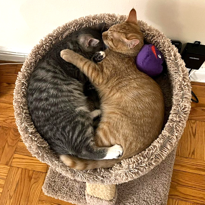 Marshall and pal cozy in a round cat tree