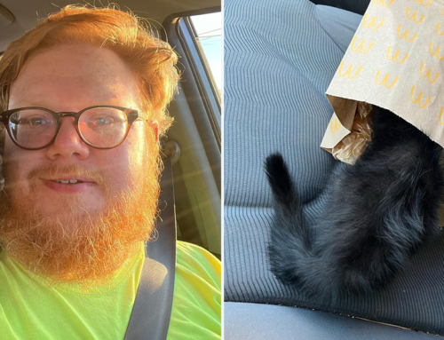 Stray Kitten Martin Chooses Man at Jobsite and Rides Home on His Shoulder