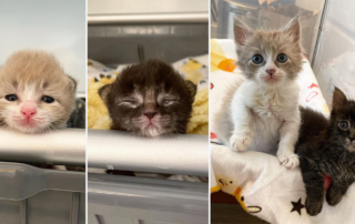 Miracle Girls survive Panleukopenia, Baby Kitten Rescue, Los Angeles, California