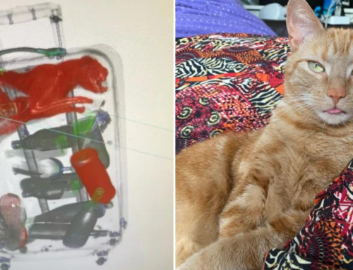 Airport X-Ray Reveals Orange Kitty ‘Smells’ Hidden Inside Suitcase