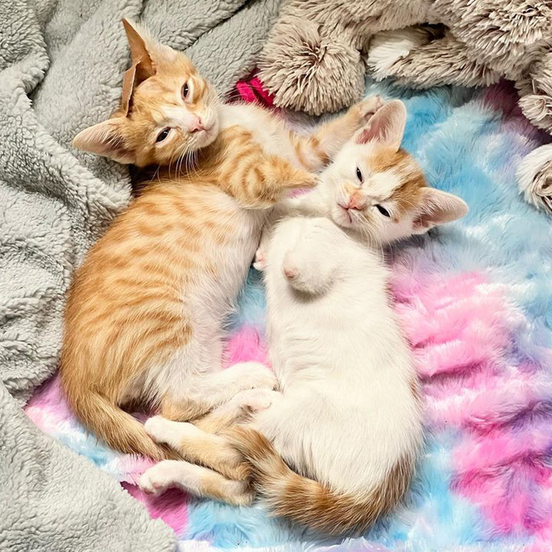 Bunny and Otter, Otter and Bunny, kittens born with missing limbs, hydrocephalus, meningocele, Baby Kitten Rescue, Los Angeles