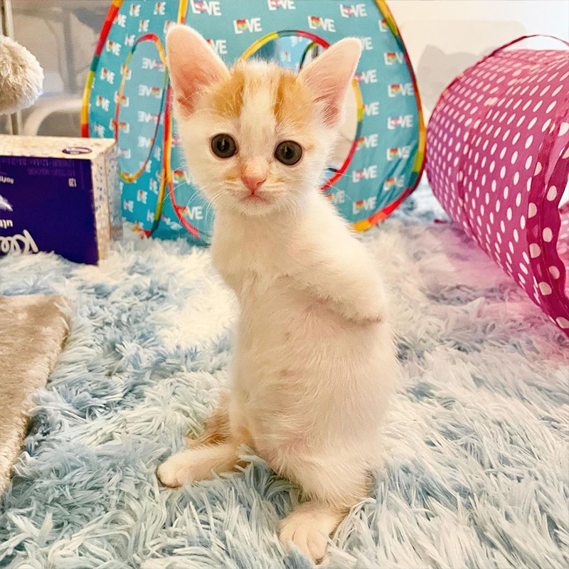 Kitten Bunny standing up