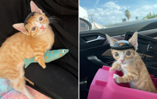 Bunny and Otter, Otter and Bunny, kittens born with missing limbs, hydrocephalus, meningocele, Baby Kitten Rescue, Los Angeles