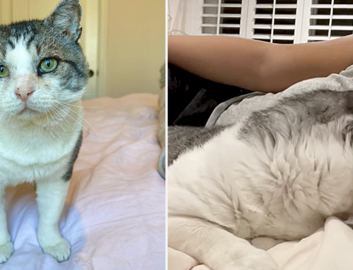 Former ‘Feral and Aggressive Cat’ Potato Gets His First Kiss Ever
