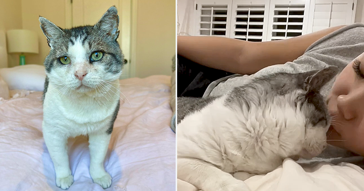 Former Feral and Aggressive Cat Potato Gets His First Kiss Ever