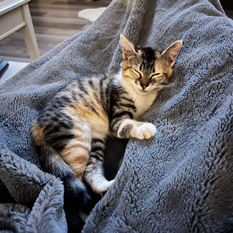 Calico kitten on a blue blanket sleeping
