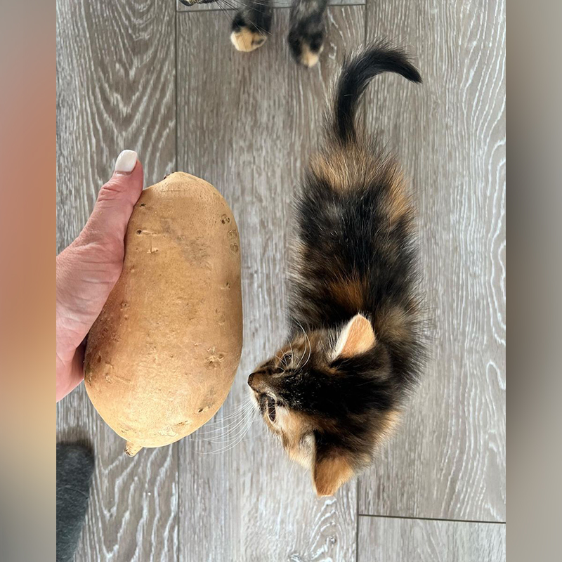 Potato next to a kitten