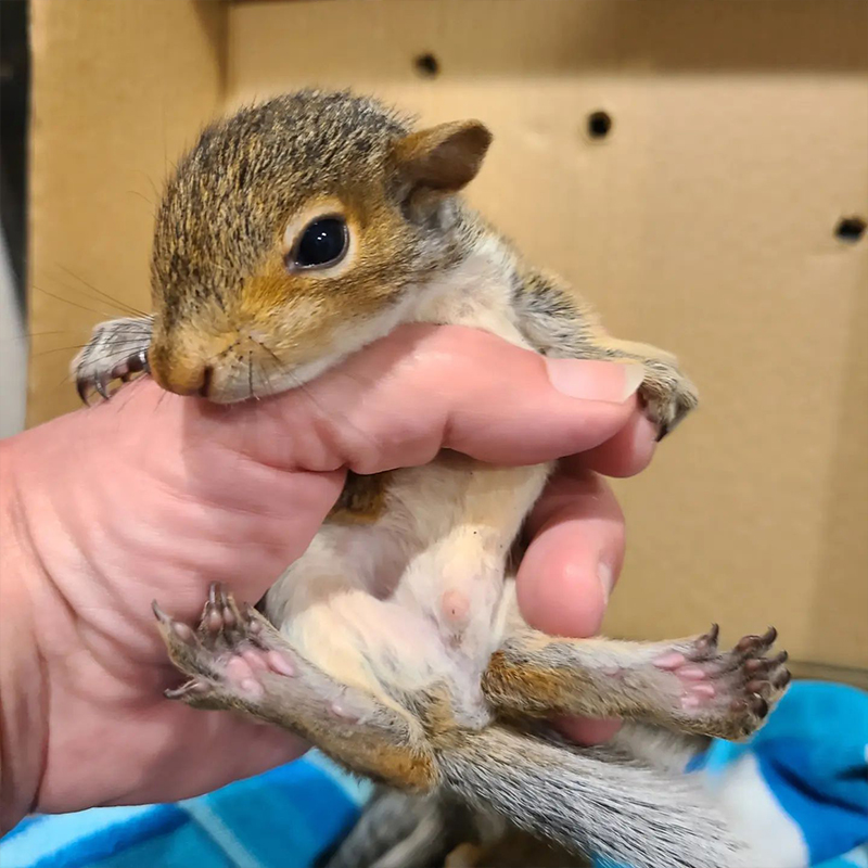 Squirrel baby at Furrr 911 rescue in NY