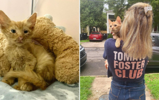 Tomato Foster Club, New Orleans, Louisiana, Steve-O the 100th foster kitten for Heather Kitten Foster