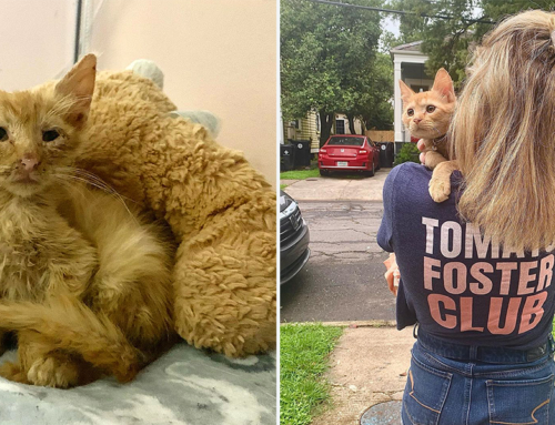 Foster Mom Adopts 100th Foster Kitten Steve-O After Bringing Him Back to Life