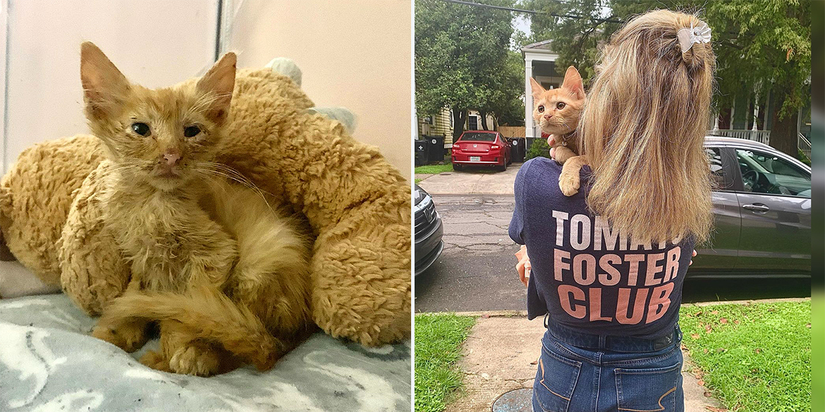 Tomato Foster Club, New Orleans, Louisiana, Steve-O the 100th foster kitten for Heather Kitten Foster