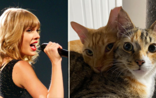 Taylor Swift with Bond, and Calypso the kitties from Cole and Marmalade