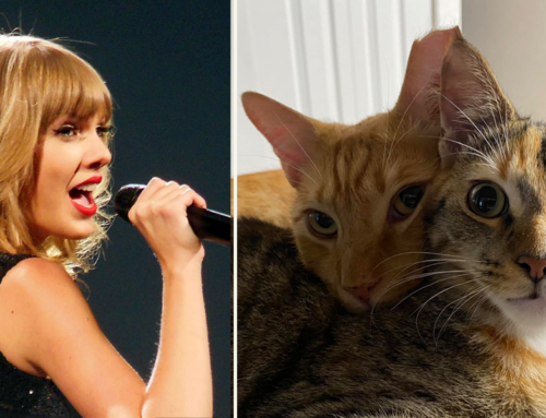 Taylor Swift Proves Her Claims of Cat-Related Knowledge Are Truly ‘Swift’