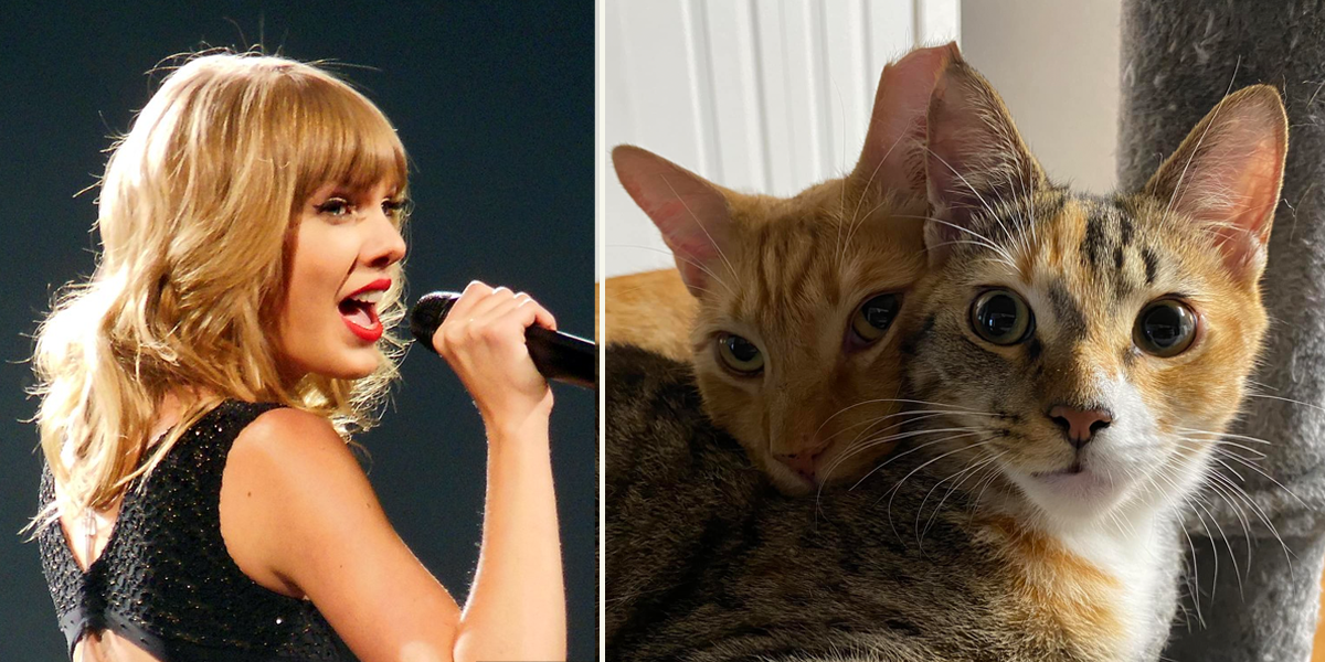 Taylor Swift with Bond, and Calypso the kitties from Cole and Marmalade
