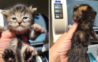 Torbie kitten, unusual fur pattern like 2 cats, Furrr 911 rescue in Westchester County, NY