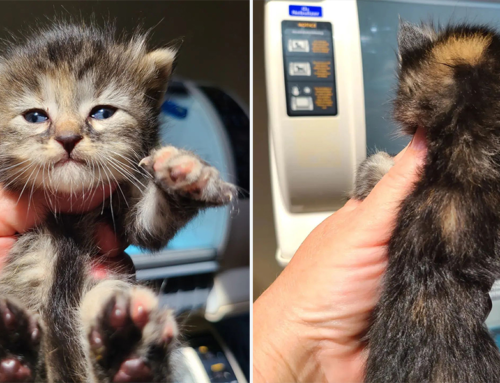 ‘Unicorn Kitten’ That Looks Like 2 Cats Pieced Together Arrives at Rescue