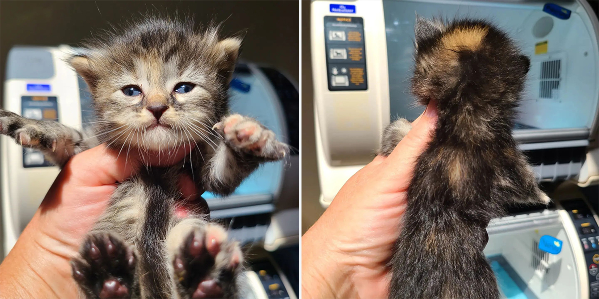 Torbie kitten, unusual fur pattern like 2 cats, Furrr 911 rescue in Westchester County, NY