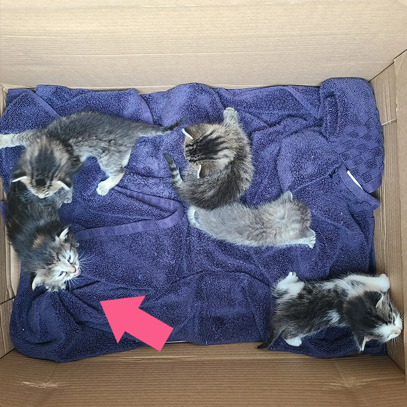 Box of rescued kittens arrive at Furrr 911 rescue in Westchester County, NY